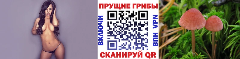 где продают   Апшеронск  Псилоцибиновые грибы ЛСД 
